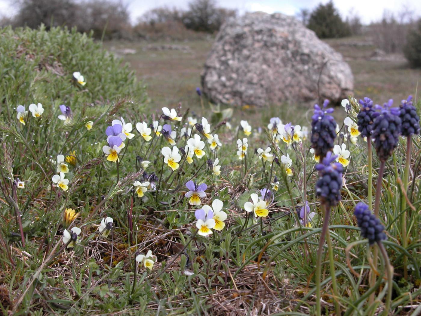 Pansy, Wild, Heartease plant